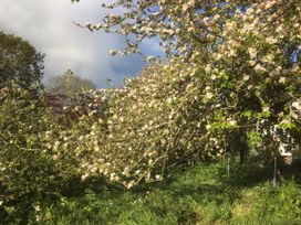 An apple tree with blossoms in a garden at Pit Paddy Barn Cusgarne near St Day