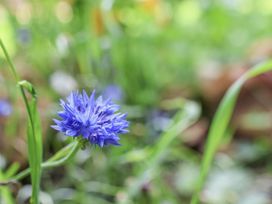 A blue flower amidst grass at Roe Deer Lodge in Littlebeck near Sleights