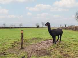 An alpaca standing in a field next to a signpost