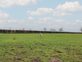 A sheep in a green field with trees and a blue sky at The Nook in 