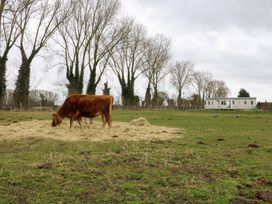 A cow grazing on hay in a fenced field with leafless trees and a static caravan in the background at Beatrices Static Caravan in Spalding
