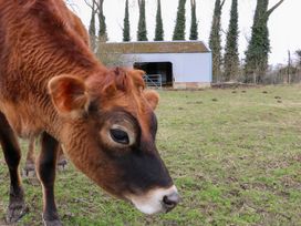 A brown cow standing in a grassy field near a metal shed with trees in the background at Beatrice's Static Caravan in Spalding