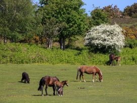 A field with five horses grazing near trees and bushes at Plimoth N9 in Yarmouth