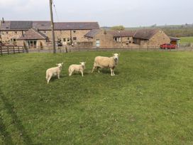 Folly View - Northumberland - 1172043 - thumbnail photo 39