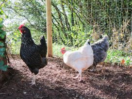 Three chickens in an outdoor setting at Higher Weekaborough Farm near Ipplepen