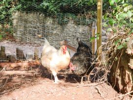 Two chickens in a fenced area at Higher Weekaborough Farm near Ipplepen