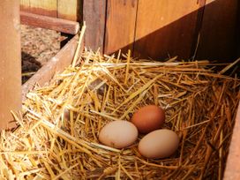 A nesting area with eggs and straw at Higher Weekaborough Farm near Ipplepen