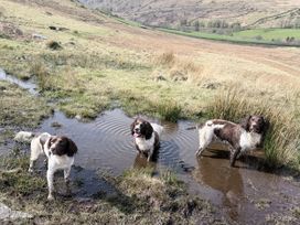 Three dogs standing in a puddle on a grassy hillside near Boot