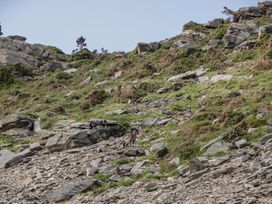 A rocky hillside with patches of grass and several goats standing and grazing at 1 The Mews in Porlock