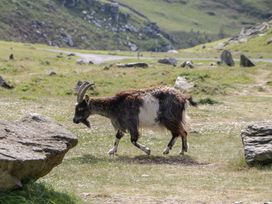 A goat walking on grassy terrain with rocks and hills in the background at 1 The Mews in Porlock