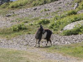 A goat standing on a rocky and grassy hillside at 1 The Mews in Porlock