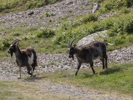 Two goats walking on a grassy path with rocky terrain and green vegetation at 1 The Mews in Porlock