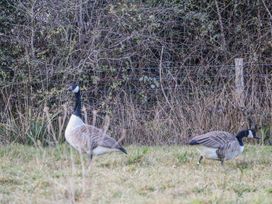 Two geese standing on grass near a fence with dense bushes behind at Perch Hut in Hadlow Down near Crowborough