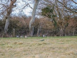 A field with geese grazing near trees and a wire fence at Perch Hut in Hadlow Down near Crowborough