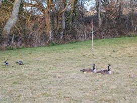 A grassy field with ducks and geese near leafless trees at Tench Hut Hadlow Down near Crowborough