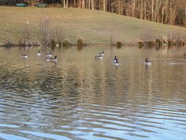 A pond with geese swimming and grass with trees in the background at Tench Hut in Hadlow Down near Crowborough