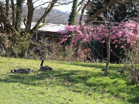 A grassy area with two geese sitting near a small tree with pink blossoms at Roach Hut in Hadlow Down near Crowborough