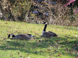 Two geese on grass with trees and branches in the background at Roach Hut in Hadlow Down near Crowborough