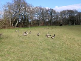 A group of geese on a grassy field with trees in the background at Roach Hut in Hadlow Down near Crowborough