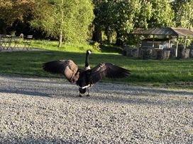 A goose with wings spread at Glanrannell Park House Crugybar near Brechfa