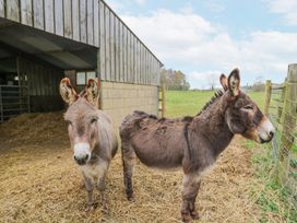 Two donkeys standing on straw near a barn and fenced field at The Round House in Wardington near Chacombe