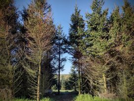 Fir Tree Shepherd's Hut - Mid Wales - 1172480 - thumbnail photo 19