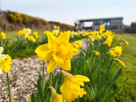 A blooming daffodil garden with a cabin in the background at Fir Tree Shepherd's Hut in Llanon