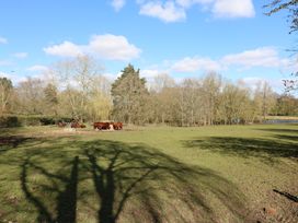 A field with cows near trees and a pond at Garden Cottage in Surlingham near Poringland