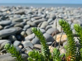 A succulent plant in focus with pebbles and the sea in the background at Twyn Isaf Borth