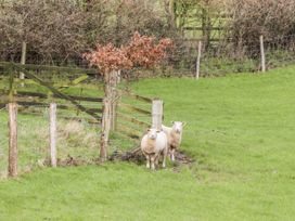 Two sheep near a fence and tree at Westacombe Farm in Dunsford