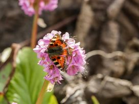 A butterfly with orange and black wings on a pink flower with green leaves at Summerdown in Brean