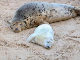 A spotted seal and a white seal pup lying on sand