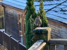 A bird perched on a wooden railing with a wooden building in the background at Woodland View 31 - The Hawthorns Finlakes Holiday Park near Chudleigh
