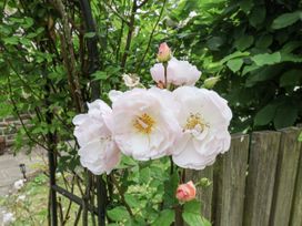A cluster of pink roses with green leaves in a garden at Whinstone Cottage in Esk Valley near Grosmont