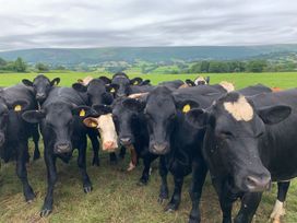 A group of cows standing in a grassy field with hills and trees in the background at White Haywood Farmhouse & Barn in Craswall