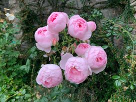 A cluster of pink roses blooming on a bush with green leaves and a stone wall in the background at White Haywood Farmhouse & Barn in Craswall