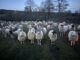 A field with many sheep standing facing the camera with leafless trees in the background at White Haywood Farmhouse & Barn in Craswall