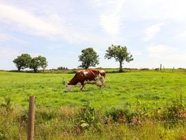 A cow grazing in a field with trees at Teach Ti in Miltown Malbay
