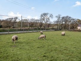 A grassy field with five sheep grazing near a road and trees at Bryn Derw in Caernarfon