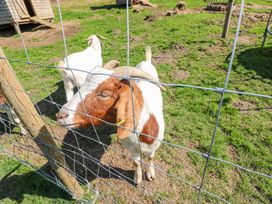 A goat standing near a fence in an outdoor area at The Lodge in Bridgend
