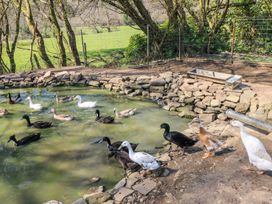A pond with ducks around it at The Lodge in Bridgend