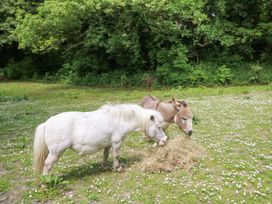 A white pony and a brown donkey eating hay on a grassy area with small white flowers and trees in the background