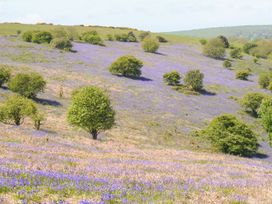 A hillside covered in purple flowers with scattered green trees and grass at Stardust in Ventnor