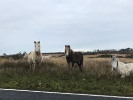 Three horses standing in a field near the road at Kites - 52 Gower Holiday Village Scurlage near Port Eynon and Rhossili