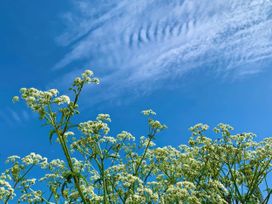 A view of flowers under a blue sky at The Studio in Feock near Truro