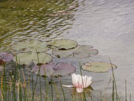 A water surface with lily pads and a water lily at Little Acorn Cottage in Munsley near Ledbury