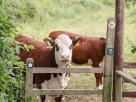 Two cows behind a wooden fence at Little Acorn Cottage in Munsley near Ledbury