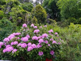 Foxglove - Cornwall - 1175415 - thumbnail photo 18