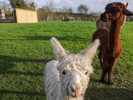 Two alpacas in a grassy area near a shed at Wiltshire Weavers Hut in Sutton Benger near Christian Malford