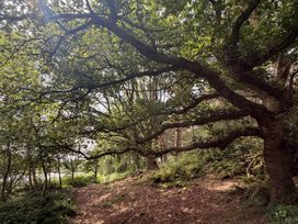 A wooded area with trees and a path at The Pines 2 Bedrooms Delamere